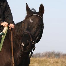 Dansk Varmblod Mahjong 
