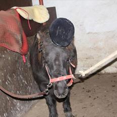 Shetlænder Anna-Bell