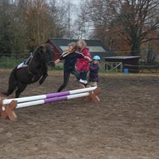Shetlænder Anna-Bell