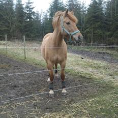 Anden særlig race Dreamhorse's Caf'e Creamy 