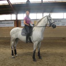 Dansk Varmblod Dørr's Ziggamon Blue