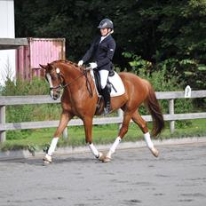 Dansk Varmblod Mr. T