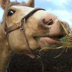 Palomino golden sunshine x solgt