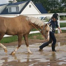 Hollandsk Sportspony Lodius |Smørblomst|<3