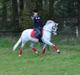 Welsh Pony af Cob-type (sec C) Søgaards Asterix A-Pony SOLD to Malaysia