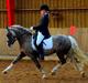 Welsh Pony af Cob-type (sec C) Fjordglimts Mr. Gipson