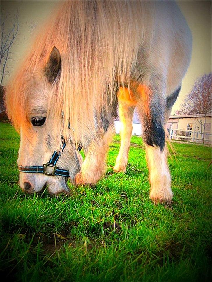 Anden særlig race Bandit billede 9