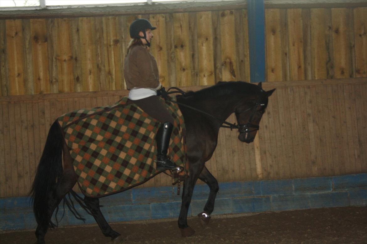 Dansk Varmblod Ruska Deux R.I.P billede 1