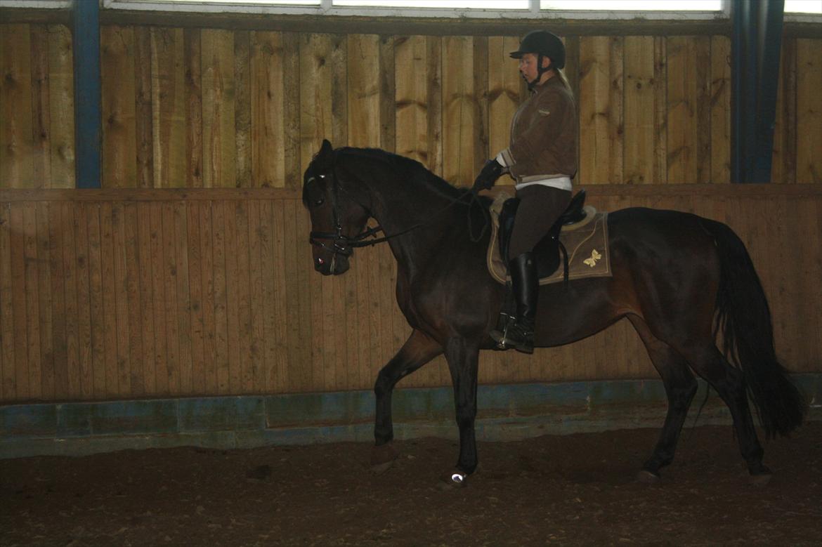 Dansk Varmblod Ruska Deux R.I.P billede 2