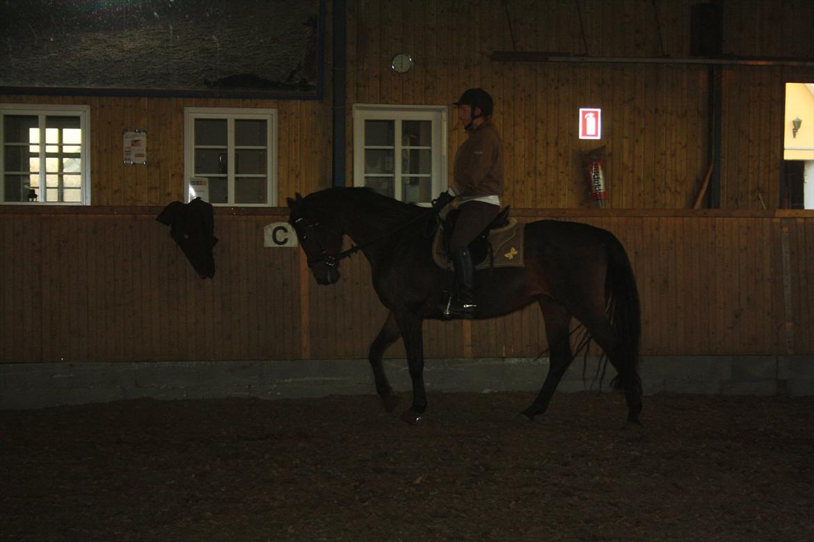 Dansk Varmblod Ruska Deux R.I.P billede 3