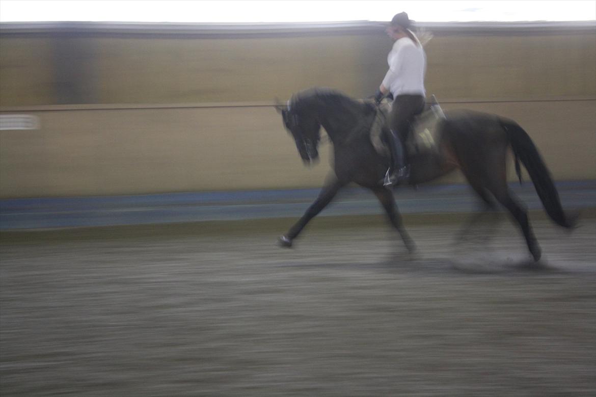 Dansk Varmblod Ruska Deux R.I.P - Vores øgning - min kamera ville bare ikk lige være med på at det gik så stærk.  billede 4