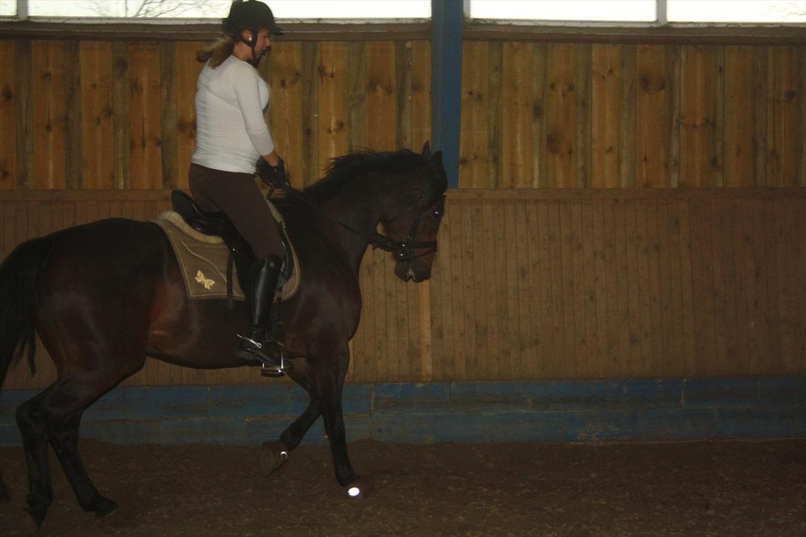 Dansk Varmblod Ruska Deux R.I.P billede 5