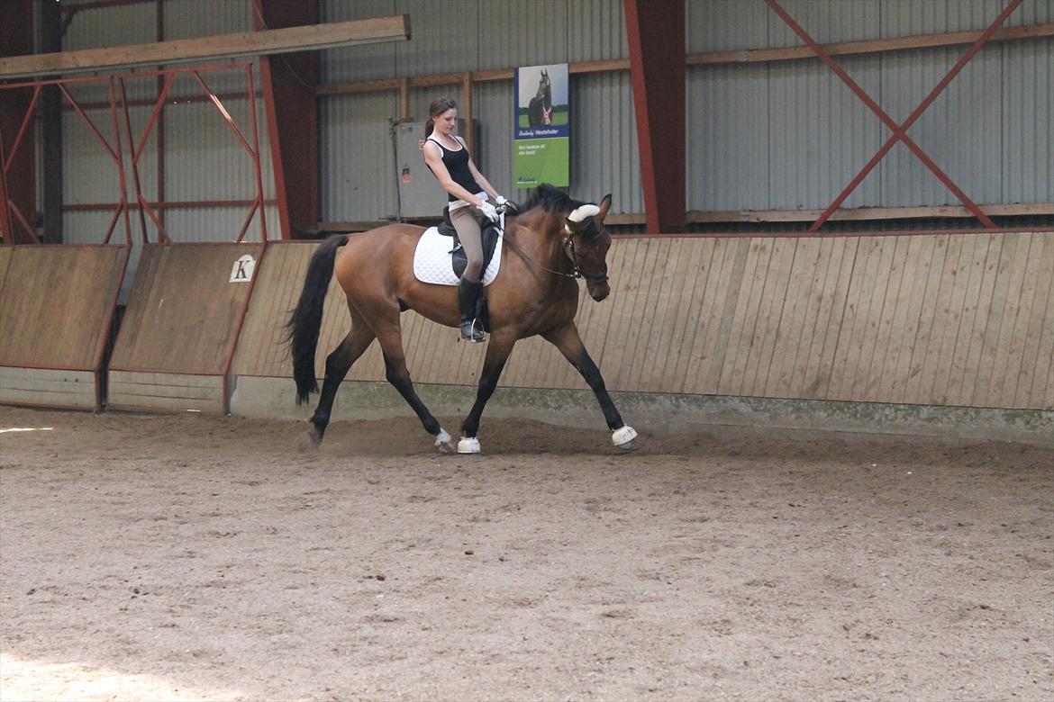 Dansk Varmblod Reynaldo *Stjernehesten* *På genoptræning* - *NYT* 
- Jeg elsker dig overalt på jorden :* billede 4