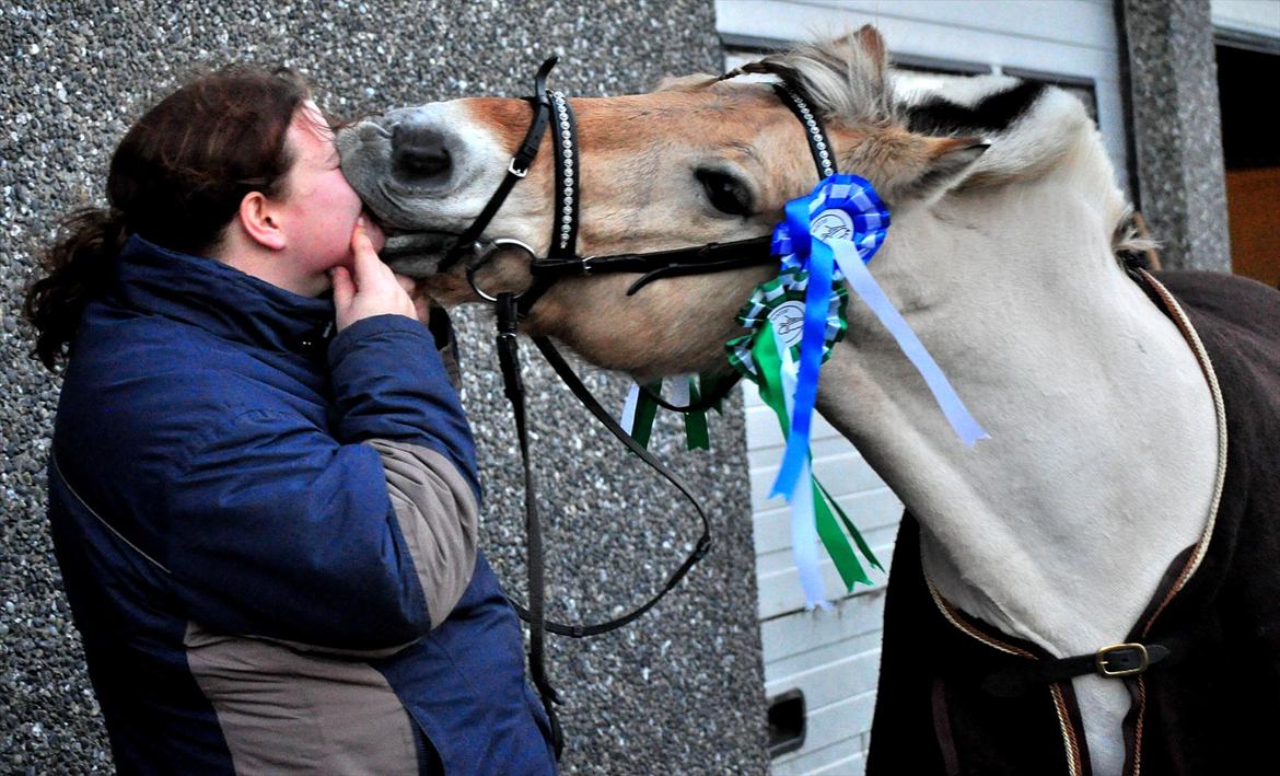 Fjordhest Skarregaardens Fænrik <3 | *Mulle* | Sov godt lill - Mulle møsser mig (: han gjorde det SÅ godt til det elevstævne og det blev til hele 4 rosetter :D. Foto: Nadia Skytte m. mit kamera. billede 3
