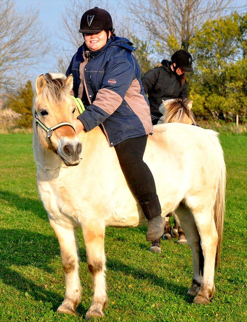 Fjordhest Skarregaardens Fænrik <3 | *Mulle* | Sov godt lill - Vi rider i cordeo :P vi nyder at ride bidløst engang imellem. Foto: Mor m. mit kamera. billede 4