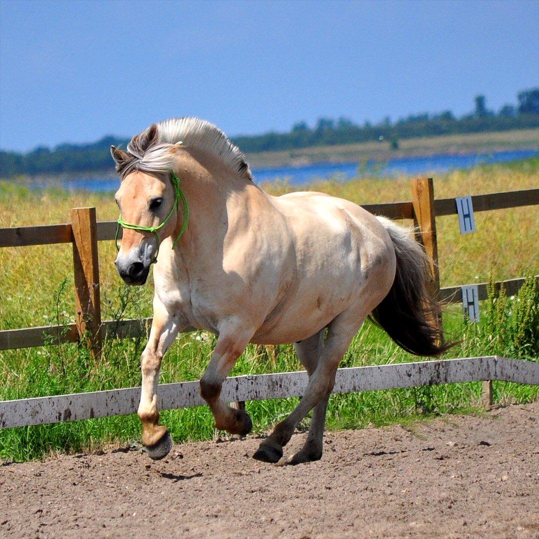 Fjordhest Skarregaardens Fænrik <3 | *Mulle* | Sov godt lill - Fænrik hygger sig i en dejlig galop på banen :P sommer 2011. Foto: Nadja(mig). billede 6