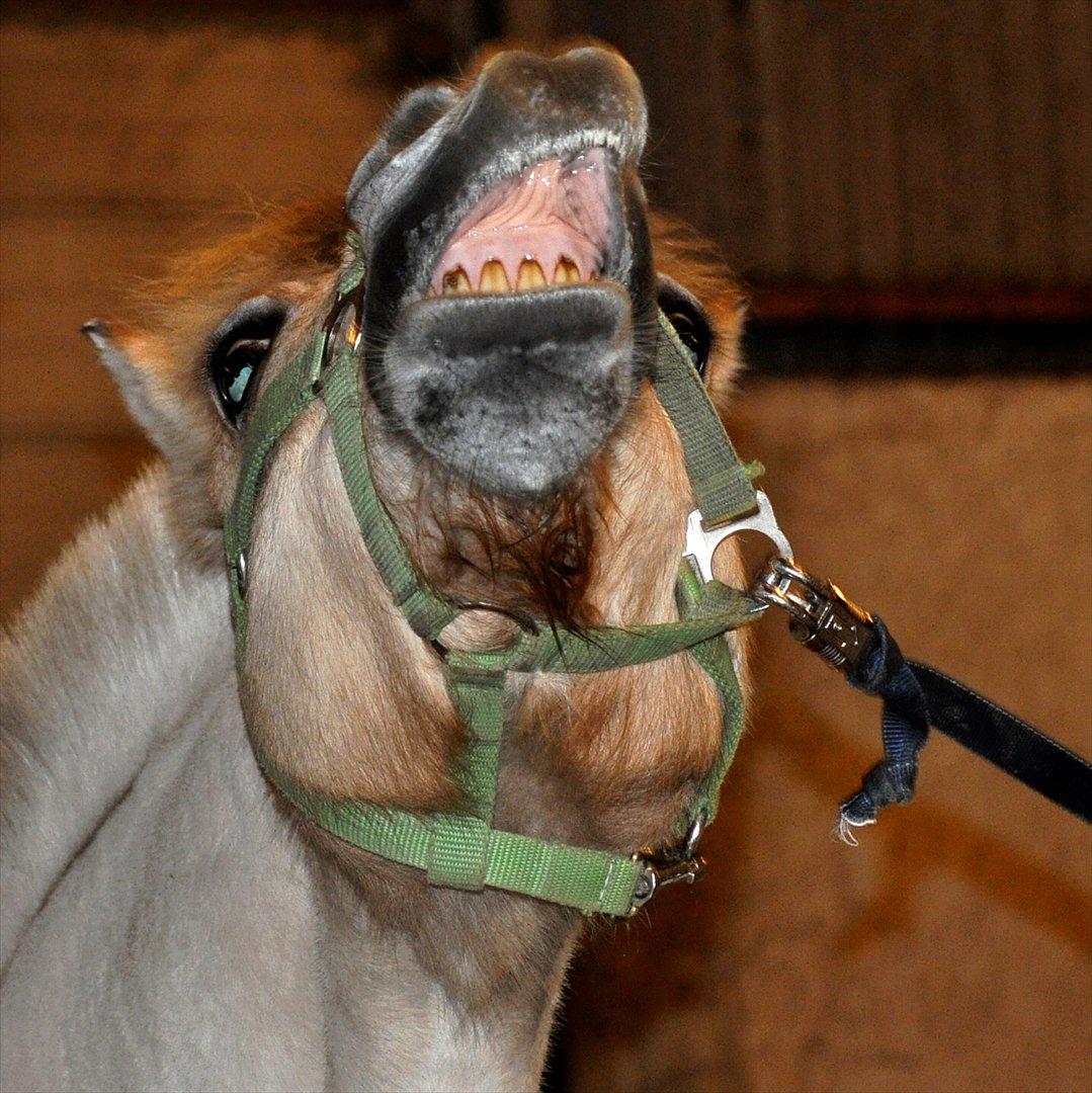 Fjordhest Skarregaardens Fænrik <3 | *Mulle* | Sov godt lill - Mulle forhelved!! xD din nød !<3. Det er så hvad Fænrik finder på når vi står og strigler :P. Foto: Stine Hansen m. mit kamera. billede 7