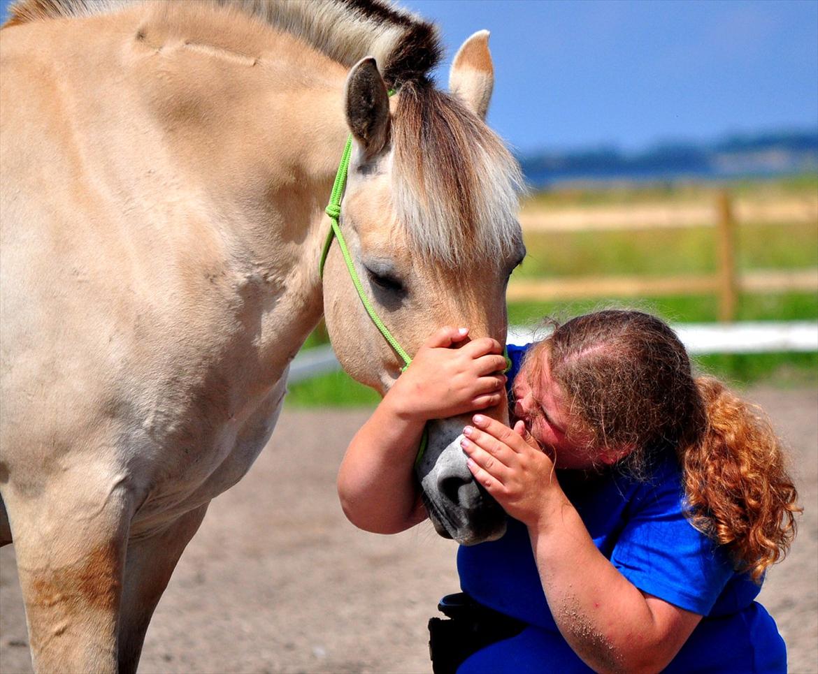 Fjordhest Skarregaardens Fænrik <3 | *Mulle* | Sov godt lill - Jeg elsker dig pony !!;*..<3. Foto: Nadia Skytte m. mit kamera. billede 8