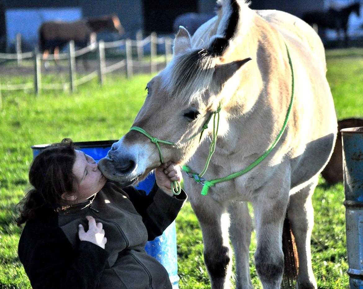 Fjordhest Skarregaardens Fænrik <3 | *Mulle* | Sov godt lill - En dejlig hyggestund med verdens bedste pony..;*<3. Foto: Freja Hauge m. mit kamera. billede 12