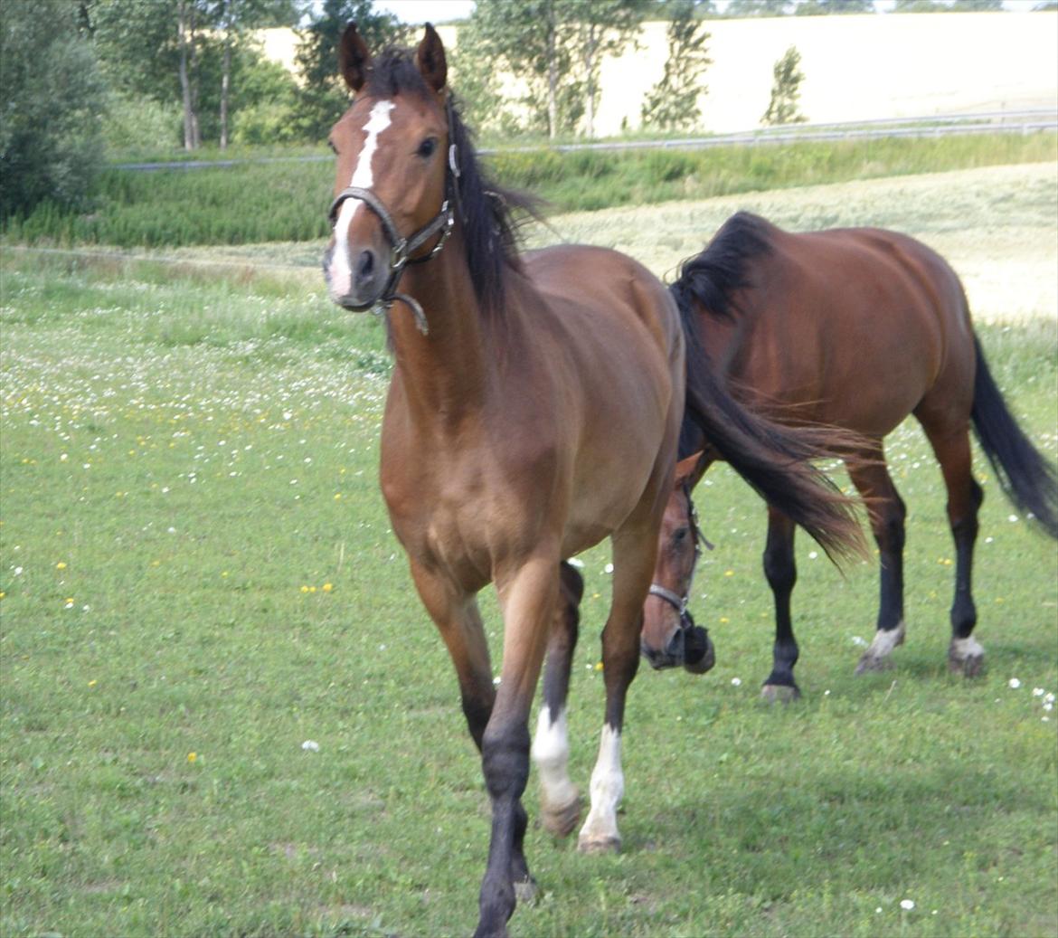 Anden særlig race Uhregaardens Saturn billede 1