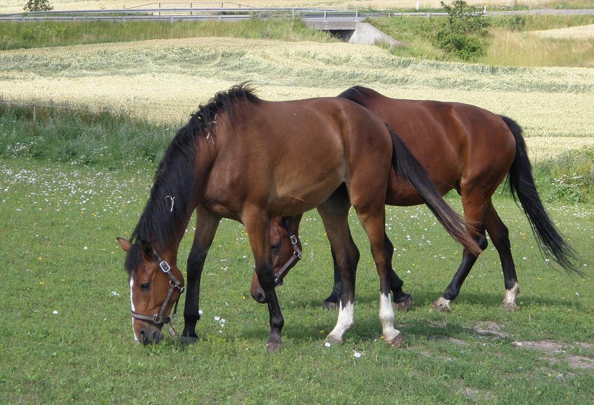 Anden særlig race Uhregaardens Saturn billede 3