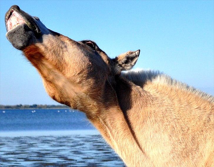 Fjordhest Skarregaardens Fænrik <3 | *Mulle* | Sov godt lill - Ja hvad kan jeg sige?:P. GENIALE pony !xD. Foto: Freja Hauge eller Sabrina Mortensen m. mit kamera. billede 15