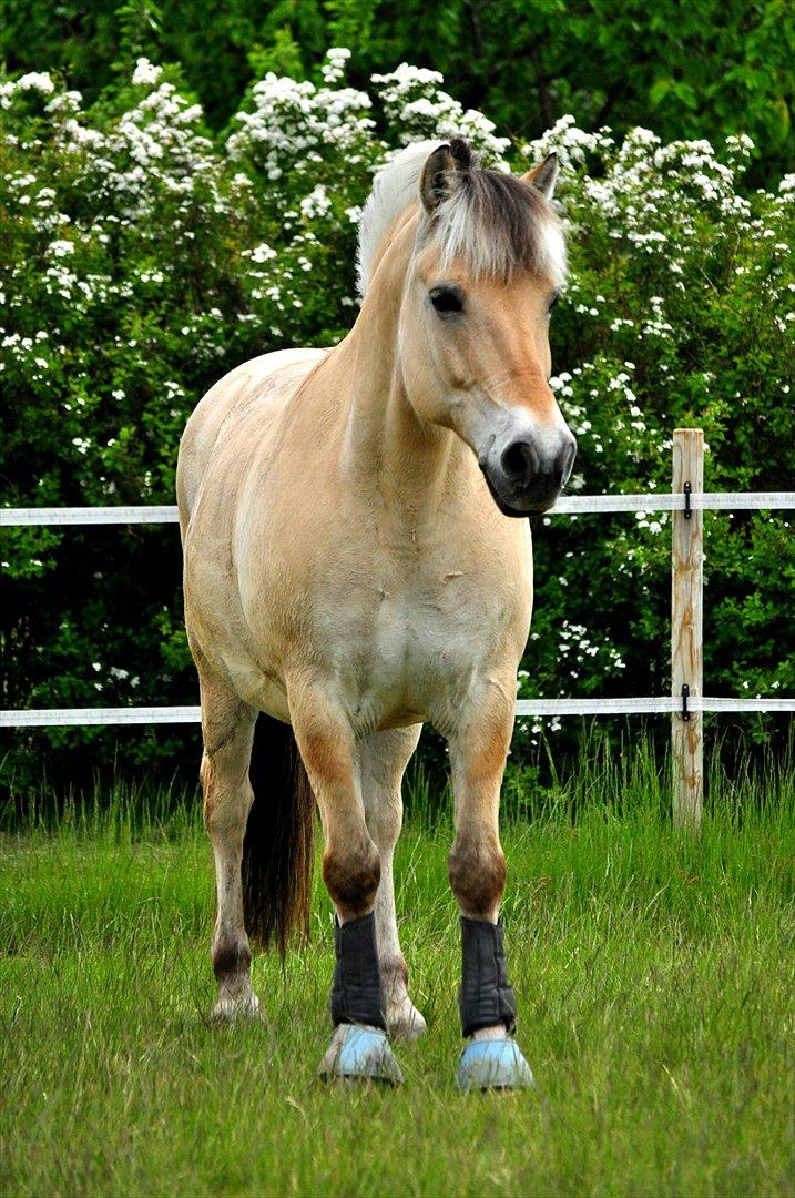 Fjordhest Skarregaardens Fænrik <3 | *Mulle* | Sov godt lill - Min oversmukke pony (!!) hjemme ved Stine :). Foto: Nadja(mig). billede 17