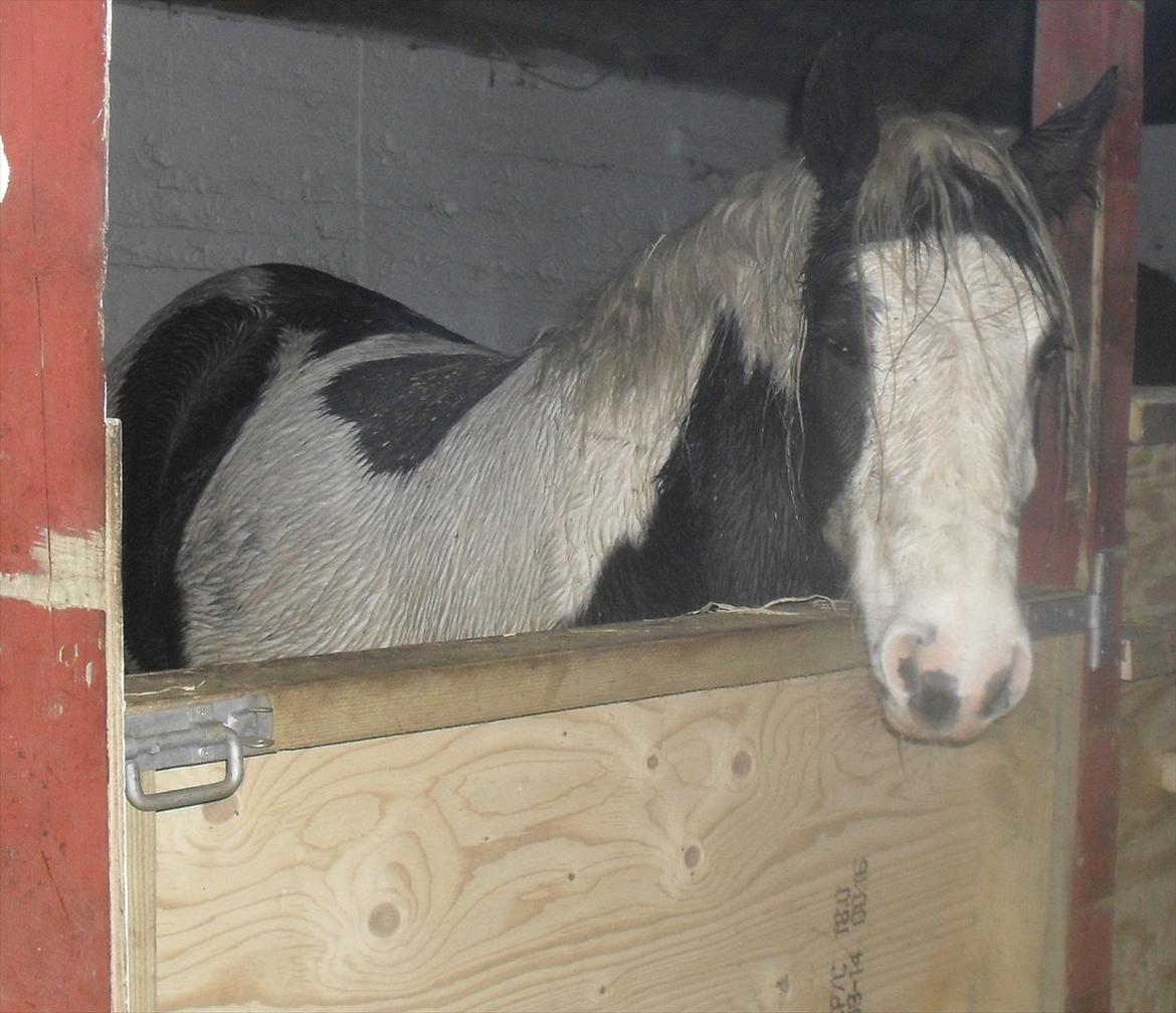 Tinker Sally - 8/12-2011
min våde pige efter en stormfuld dag billede 14