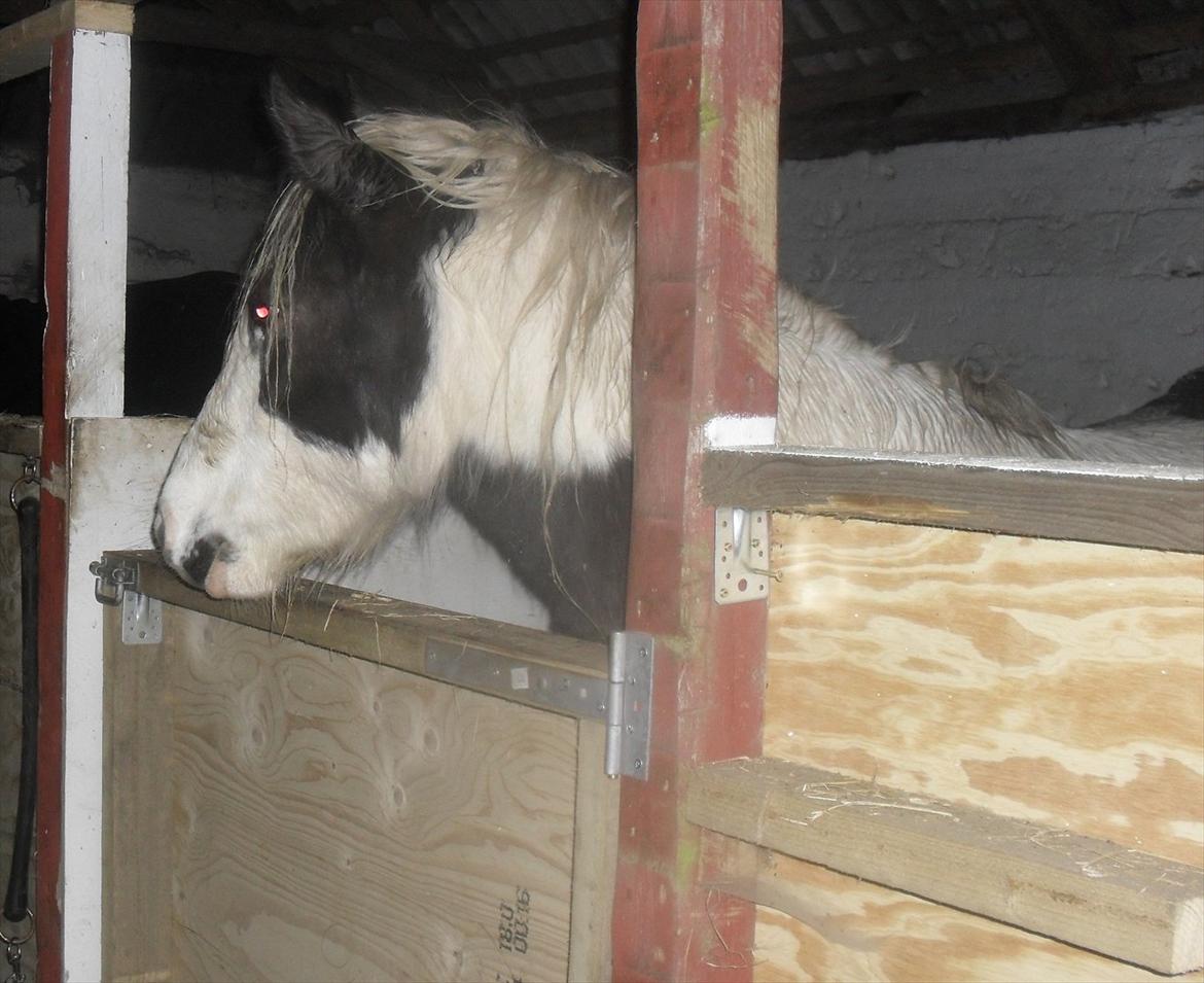 Tinker Sally - 8-12-2011
Smuksak billede 15