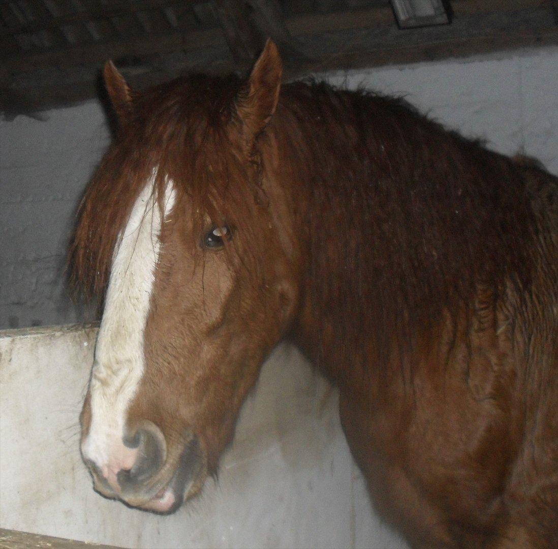 Irish Cob Rowan Van Hippolacta - Solgt - 8-12-2011
endelig kommet ind efter en stormfuld dag billede 20