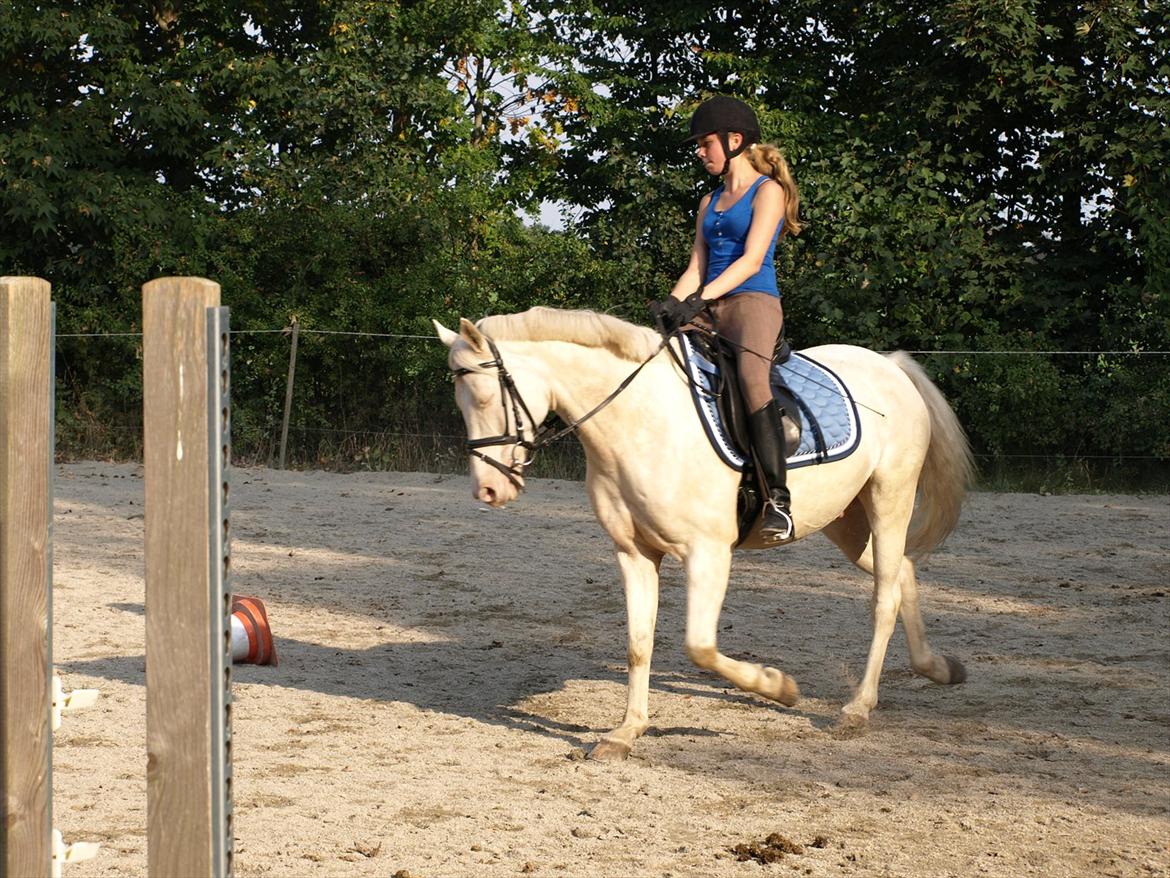 Palomino Atreju *Stjernen* billede 12