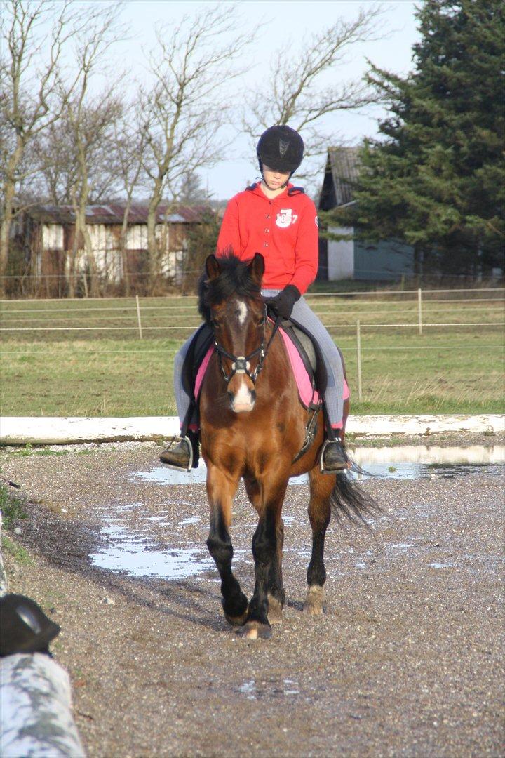 Knabstrupper Rughavens Fanny billede 7