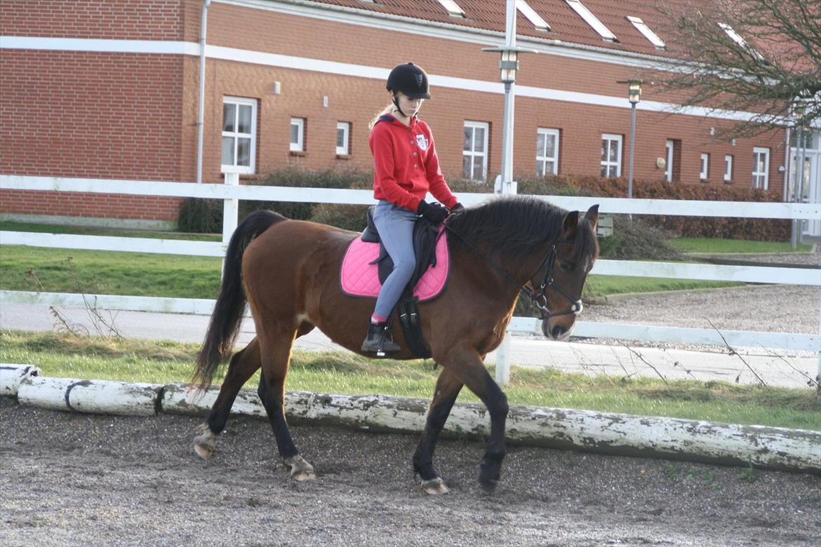 Knabstrupper Rughavens Fanny billede 4