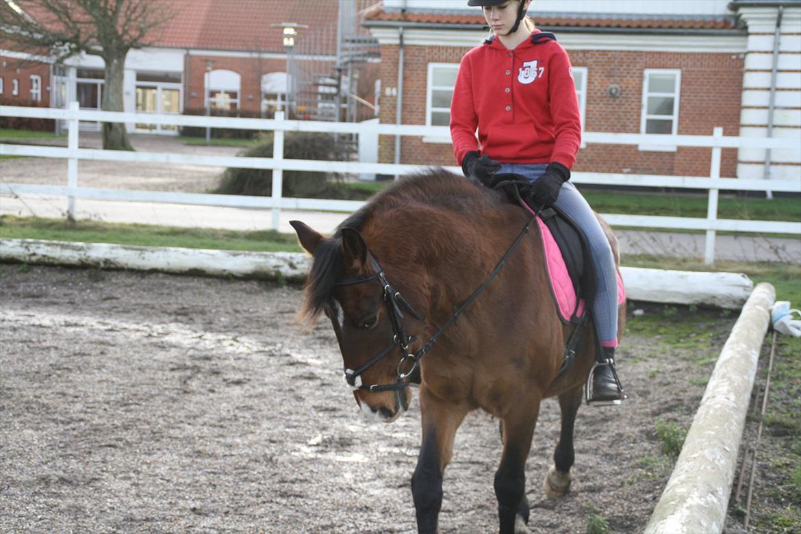Knabstrupper Rughavens Fanny billede 1