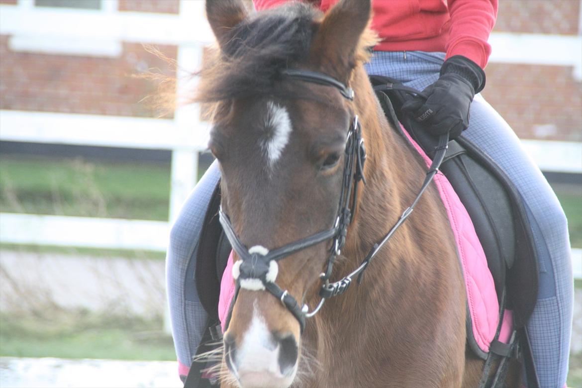 Knabstrupper Rughavens Fanny billede 16