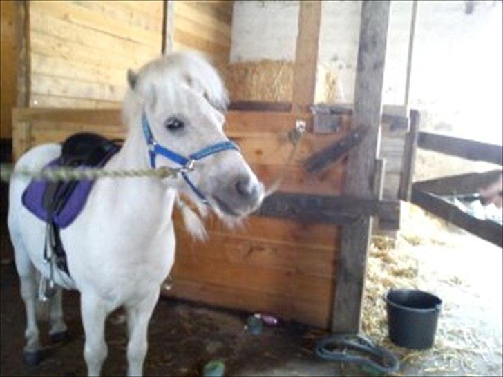 Shetlænder Mingus Mus* (søsters pony) billede 1