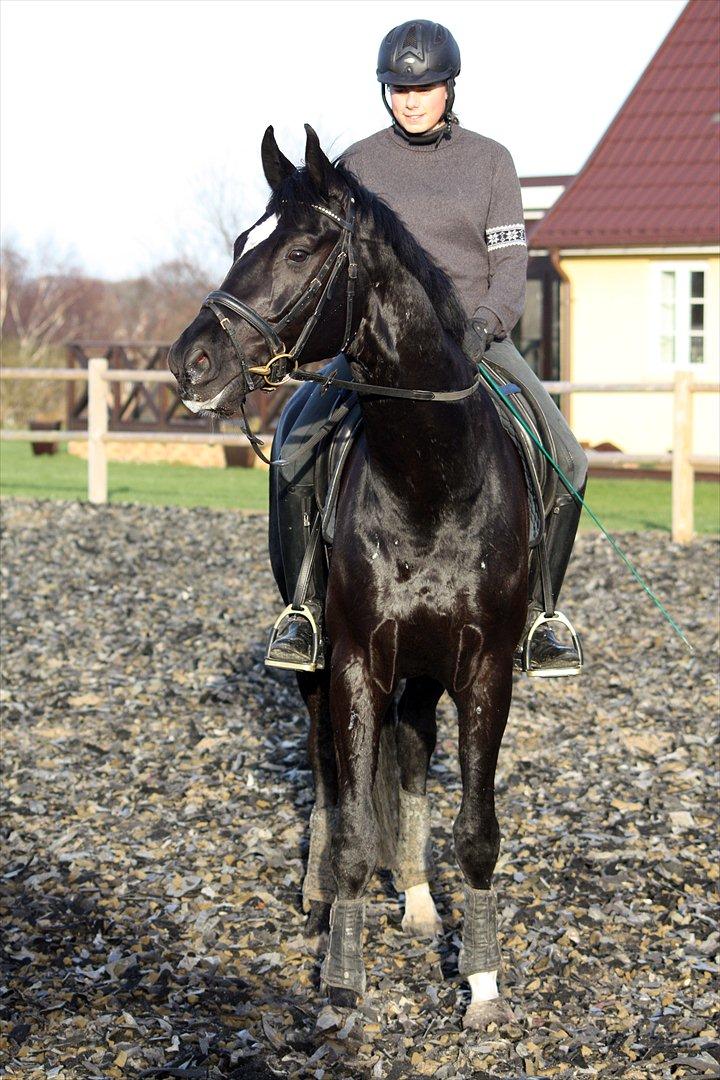 Dansk Varmblod Sandro Man - Mig og Sandro Man<3 Foto: Far billede 8