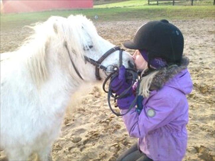 Shetlænder Mingus Mus* (søsters pony) billede 2