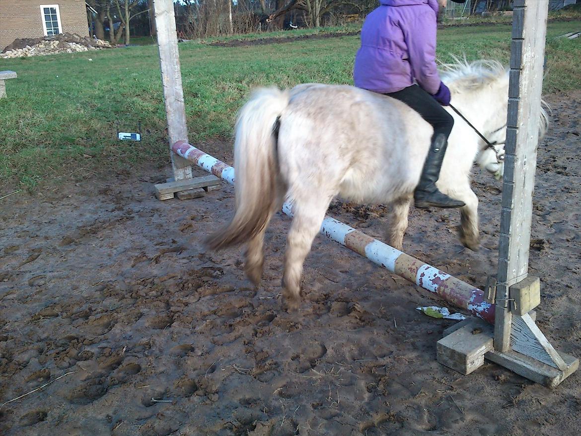 Shetlænder Mingus Mus* (søsters pony) billede 3