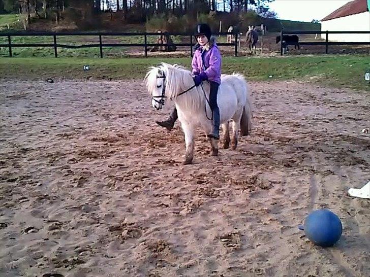 Shetlænder Mingus Mus* (søsters pony) billede 4