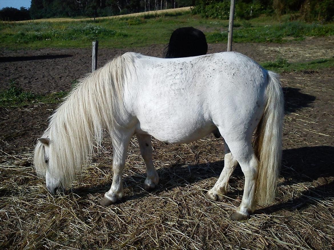 Shetlænder Mingus Mus* (søsters pony) billede 5