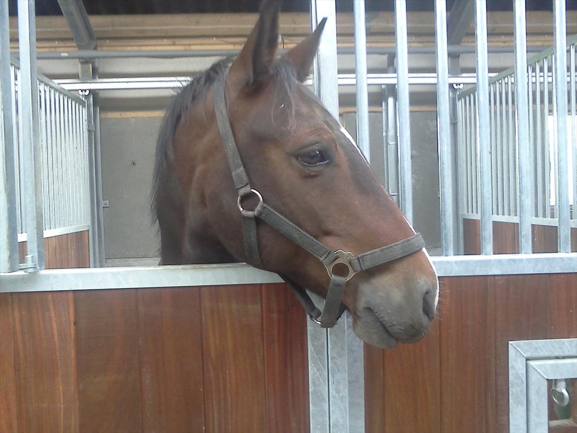 Connemara Limelight billede 5