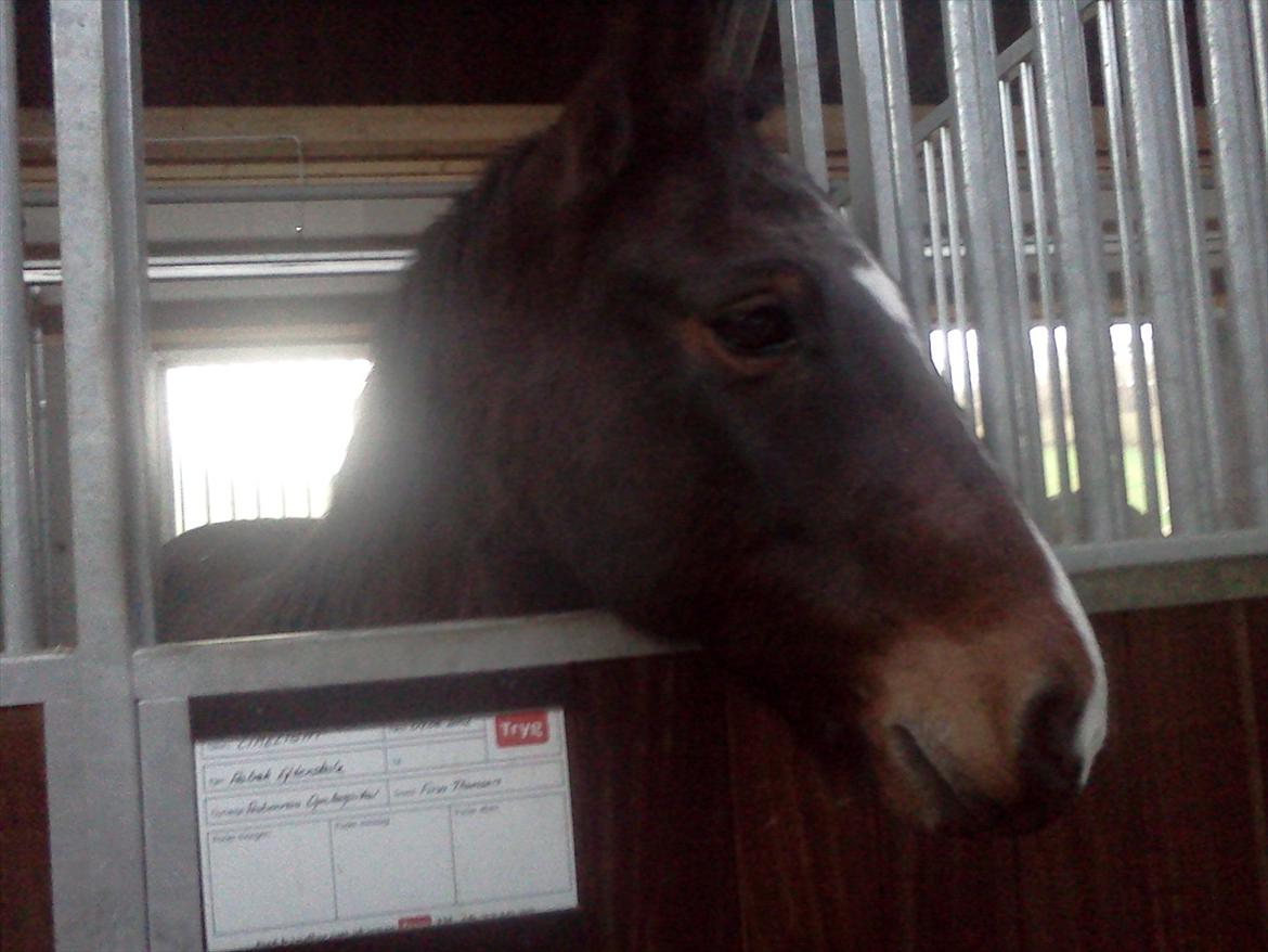 Connemara Limelight billede 6