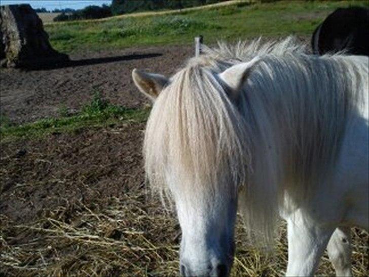 Shetlænder Mingus Mus* (søsters pony) billede 6
