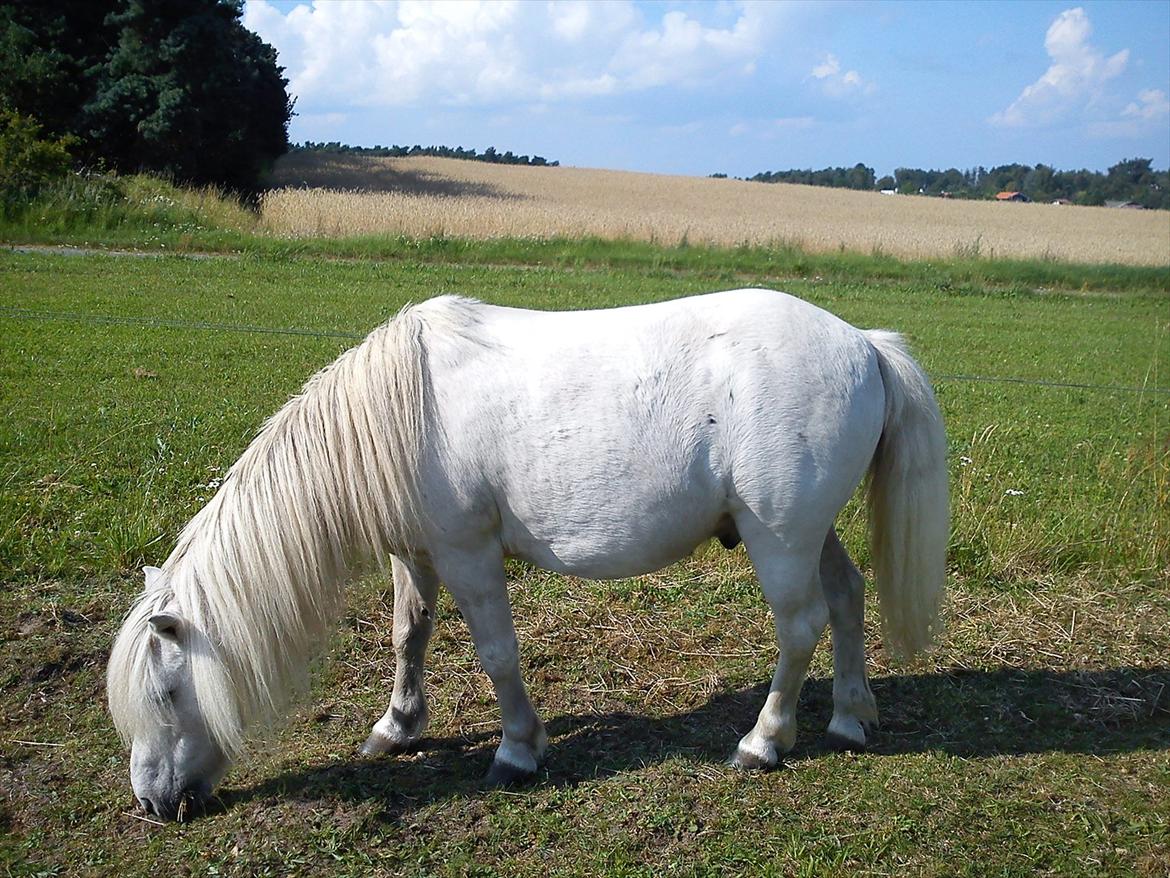 Shetlænder Mingus Mus* (søsters pony) billede 7