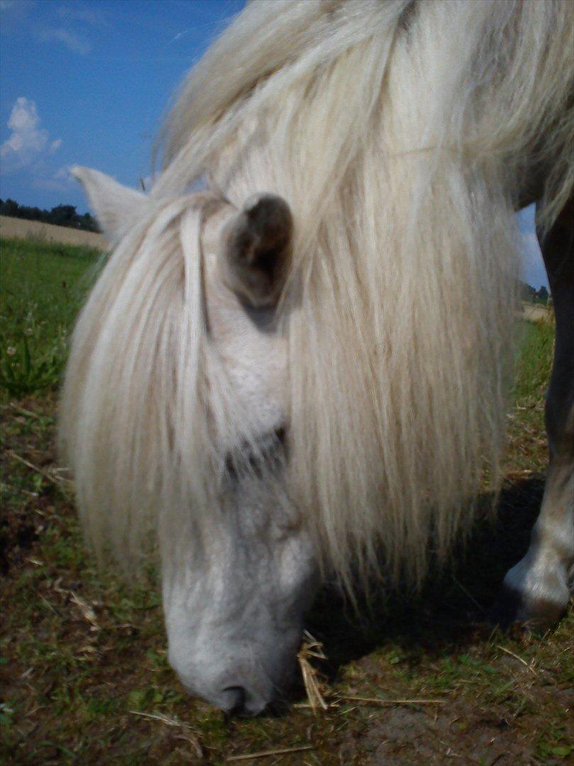 Shetlænder Mingus Mus* (søsters pony) billede 8