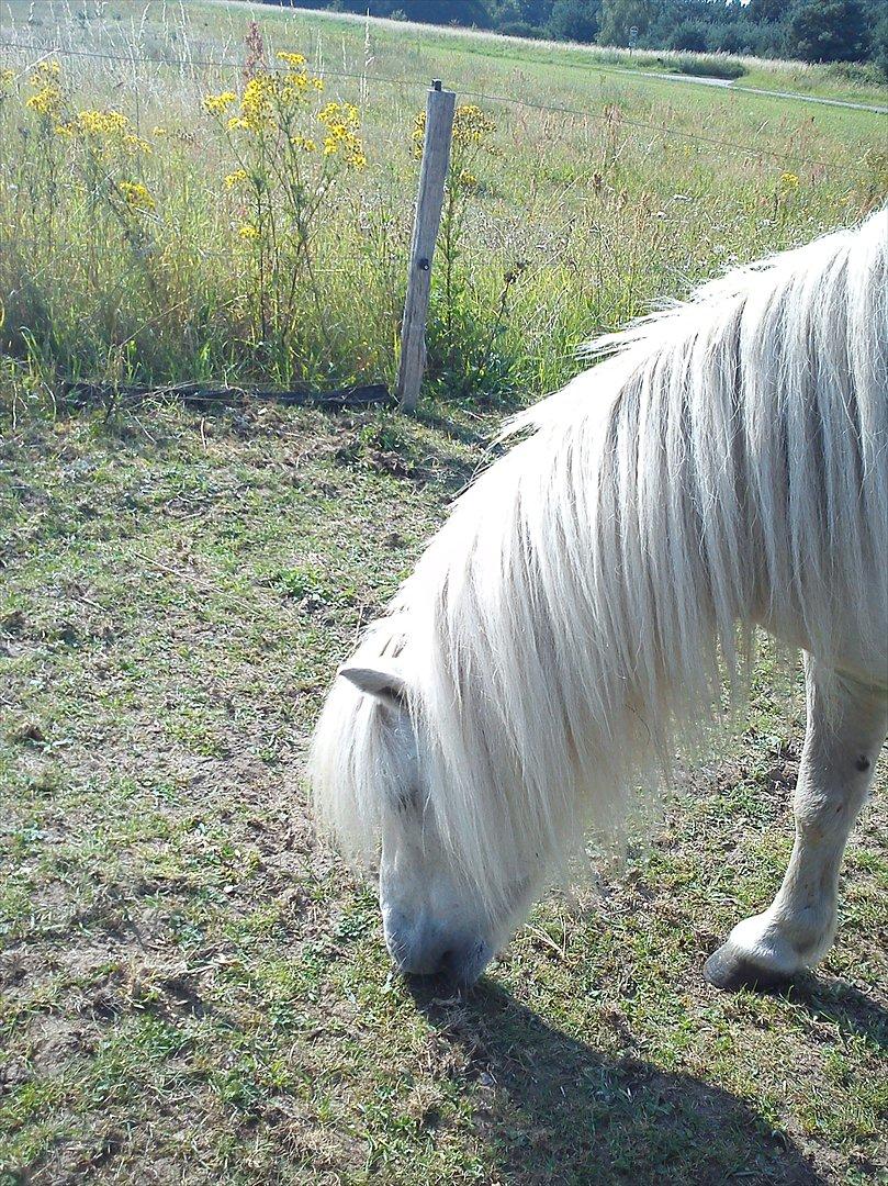 Shetlænder Mingus Mus* (søsters pony) billede 9