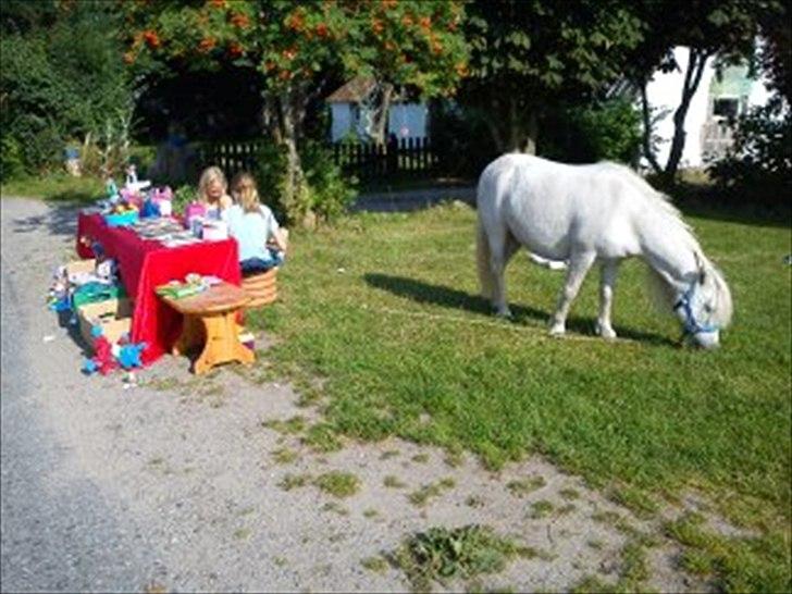 Shetlænder Mingus Mus* (søsters pony) billede 10