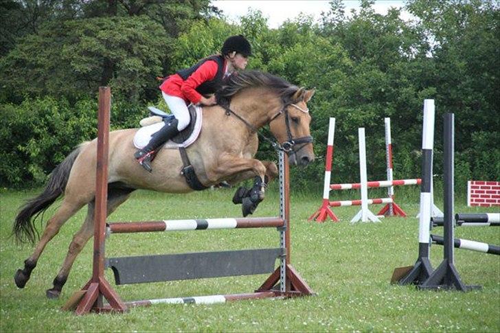 Anden særlig race Monty billede 6