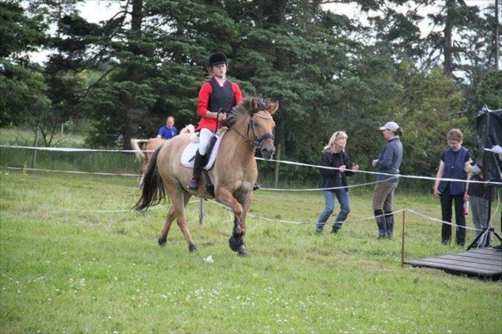 Anden særlig race Monty billede 15